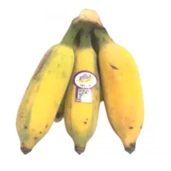 Banana bunch